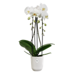 vibes fold orchidee hoog 12,5cm zijdewit
